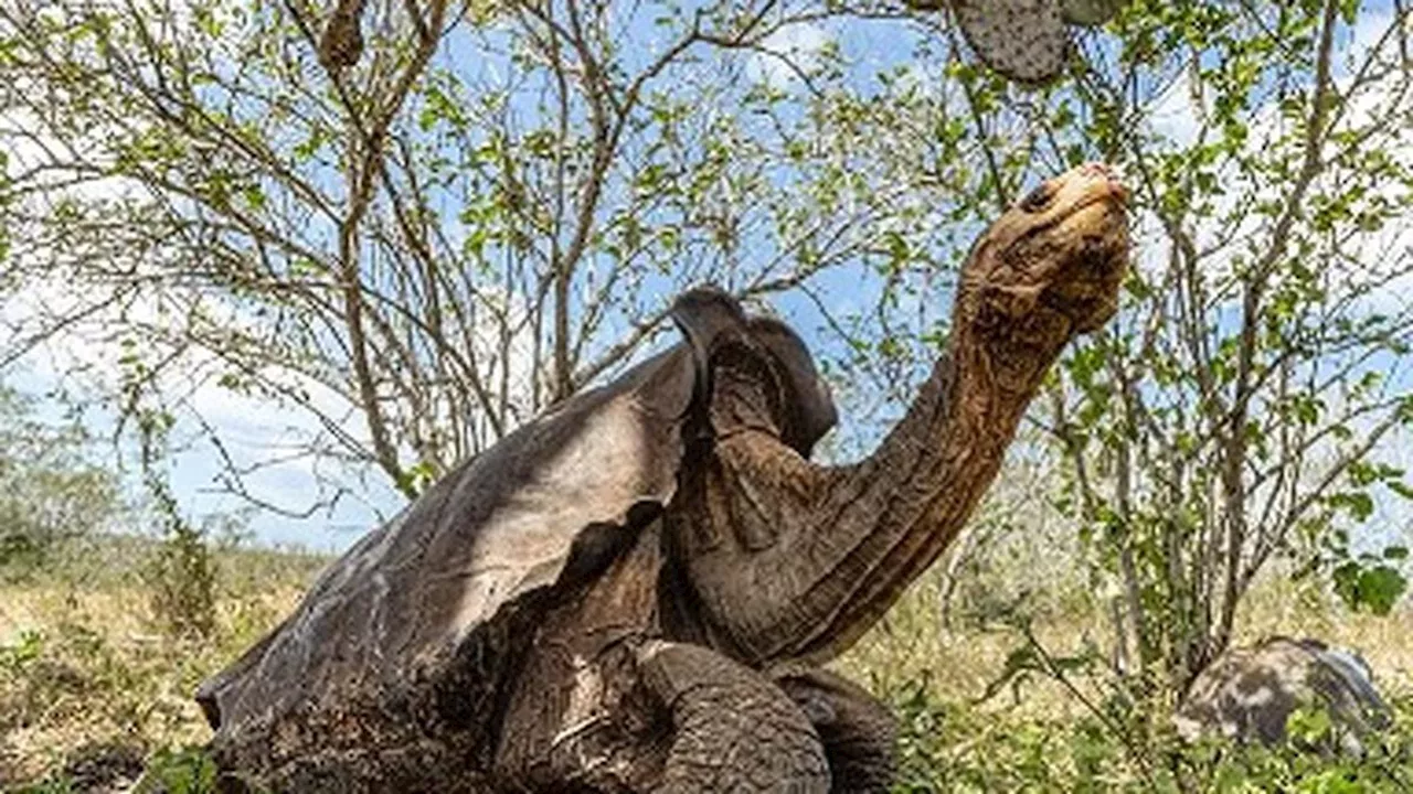 7 Hewan Langka yang Hidup di Kepulauan Galapagos