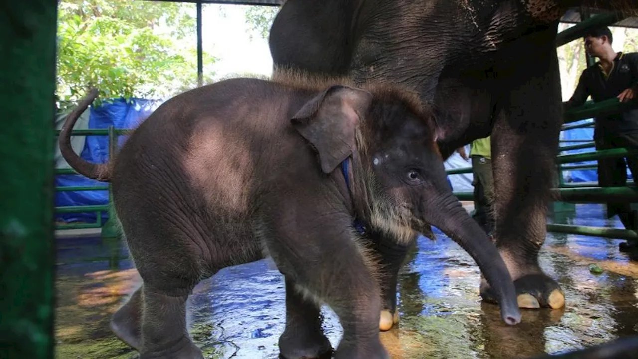 Mengenal Rocky Balboa, Anak Gajah Imut Warga Baru Kebun Binatang Surabaya