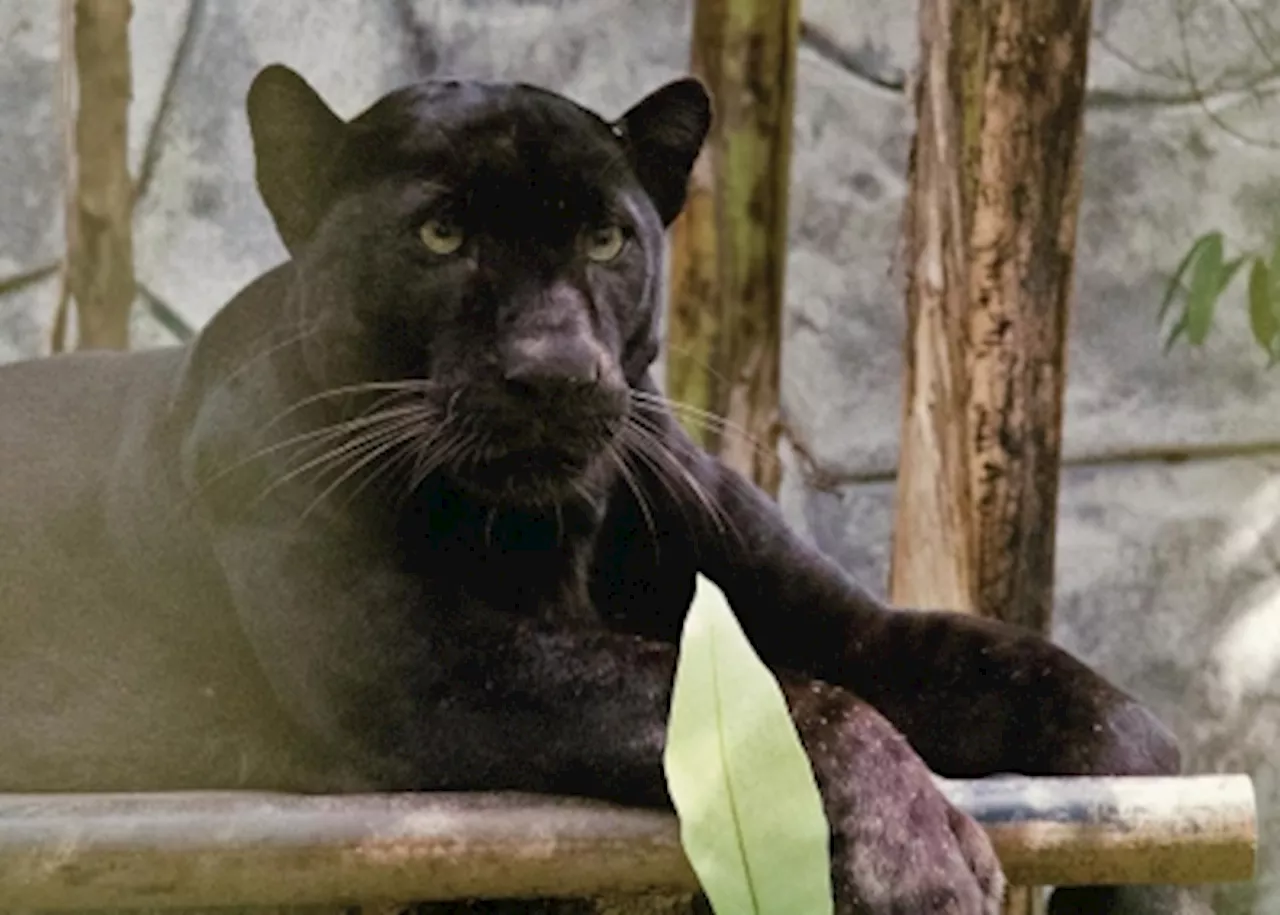 N. Sembilan goatherd pleads not guilty to capturing, keeping panther; faces jail time and minimum RM50,000 fine if convicted