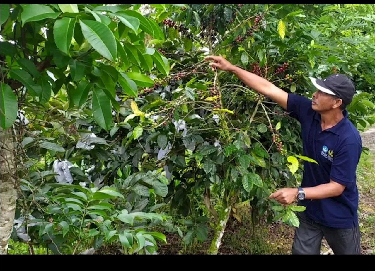 Akademisi Sebut Green Economy Janjikan Masa Depan Cerah bagi Petani Kopi Bali