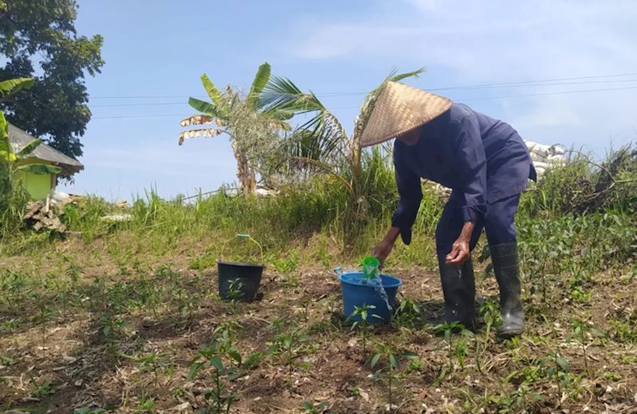 Petani Bandung Barat Bertanam di Sungai Citarum yang Surut