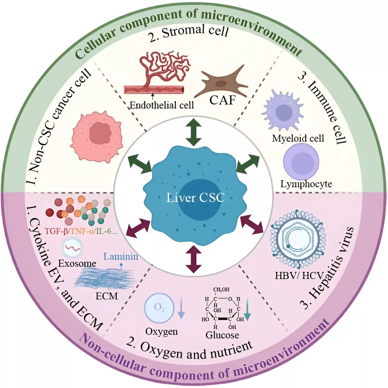 Cancer stem cell-immune cell crosstalk in the tumor microenvironment for liver cancer progression