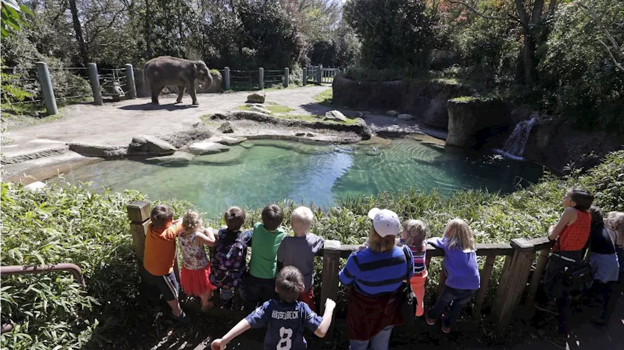 ‘We are hemorrhaging:’ Woodland Park Zoo workers prepare to strike