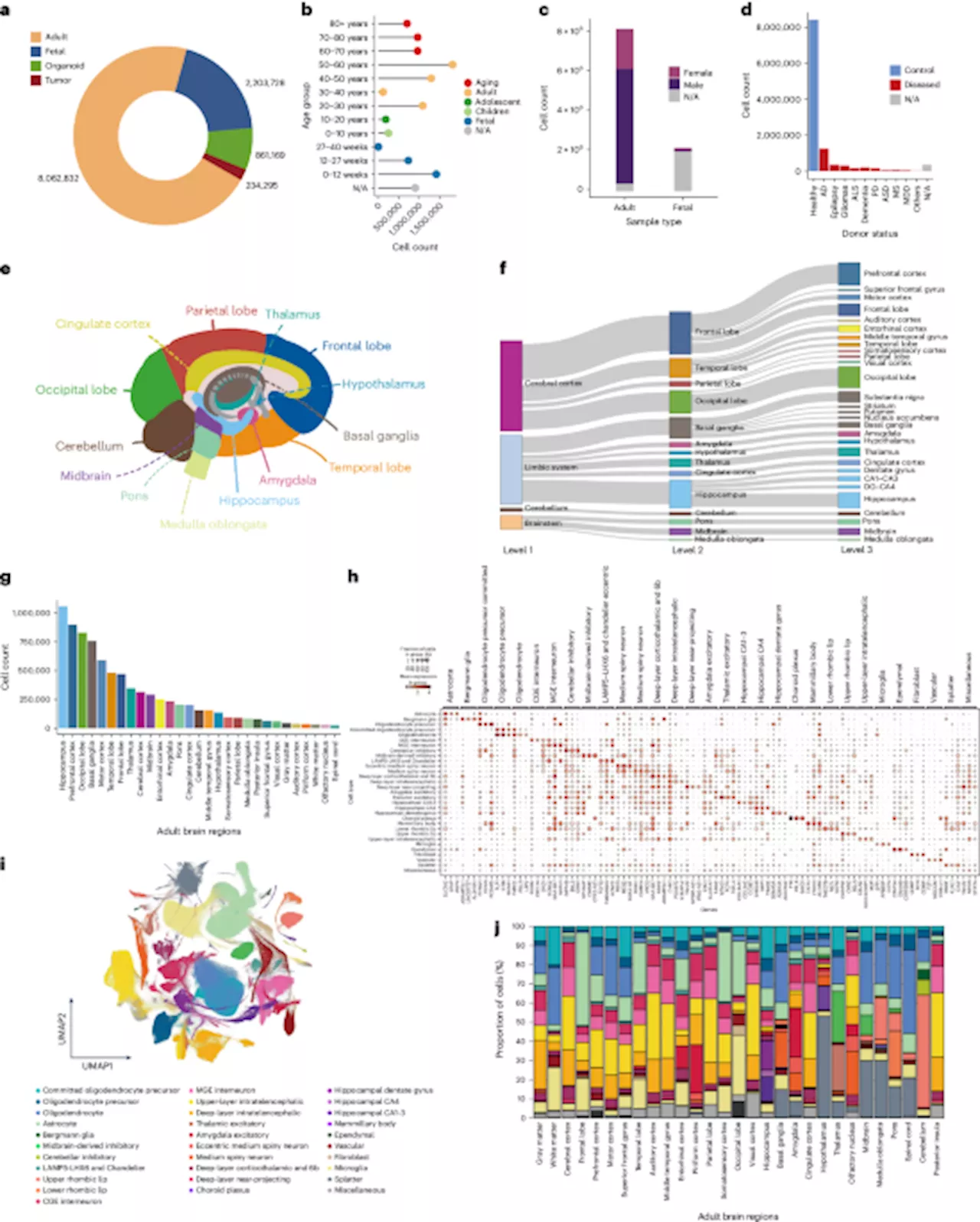 A brain cell atlas integrating single-cell transcriptomes across human brain regions