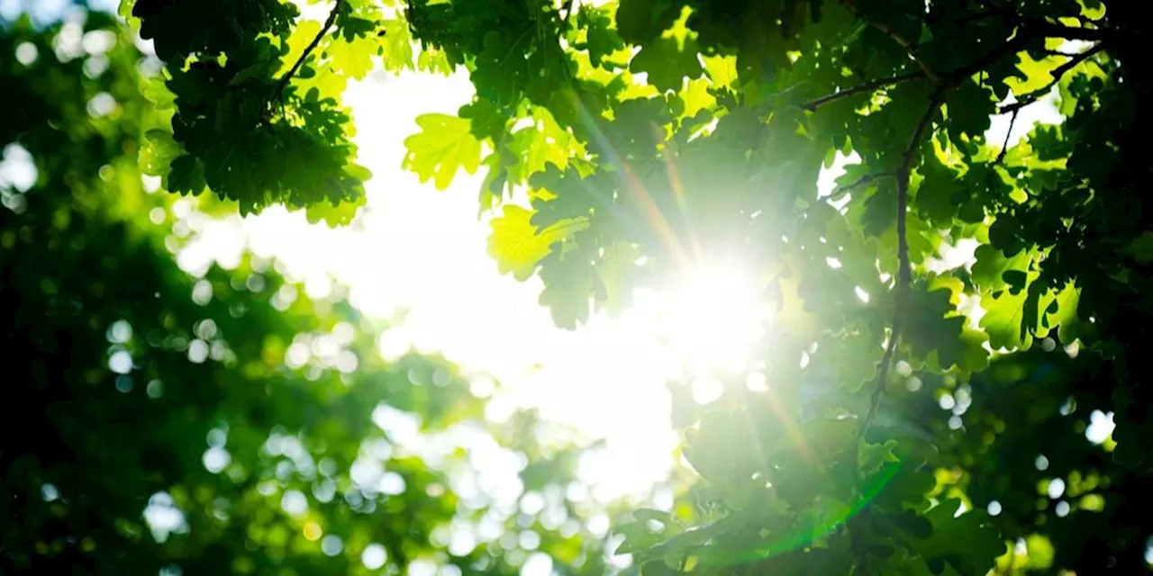 Die Blätter von Eichen ertragen mehr als 50 Grad Celsius