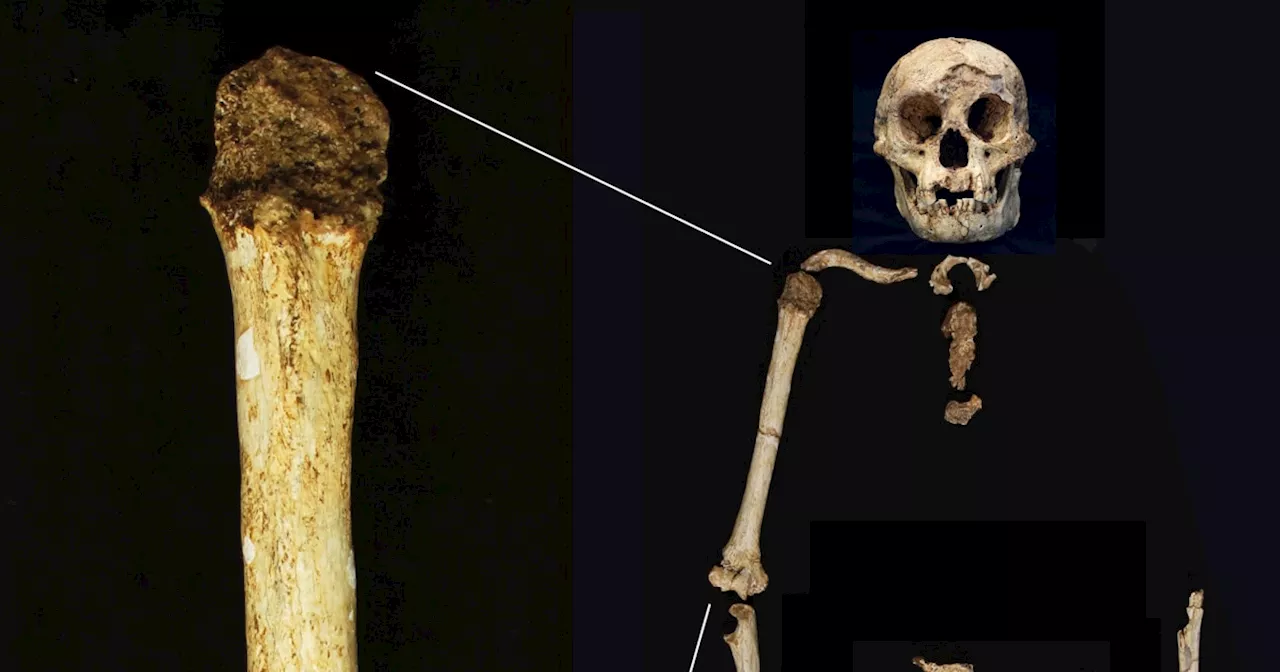 Fossils suggest early human ‘hobbits’ had ancestors who were even smaller