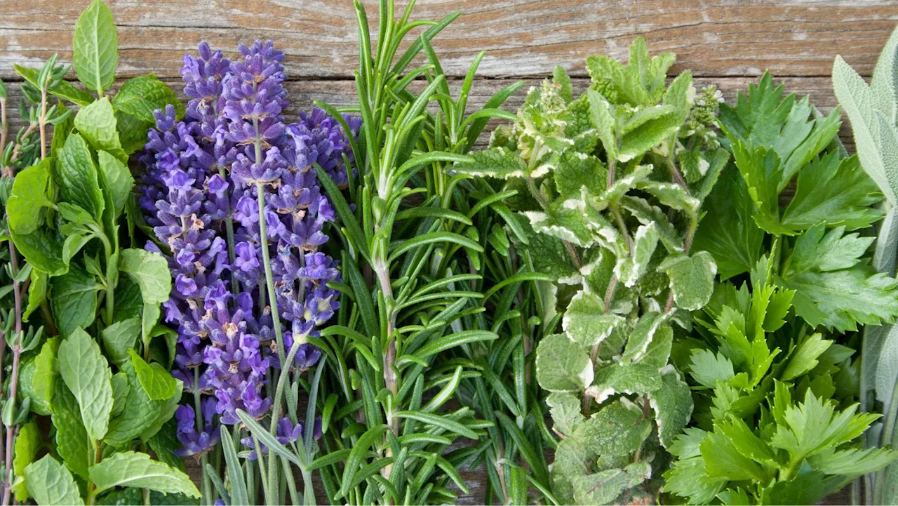 Mum's trick for repelling fruit flies in your kitchen by using herbs