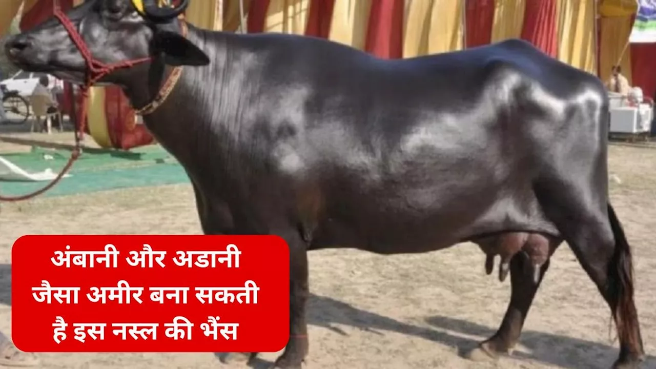 Murrah Buffalo: अंबानी और अडानी जैसा अमीर बना सकती है इस नस्ल की भैंस, जान लें इसके बारें में