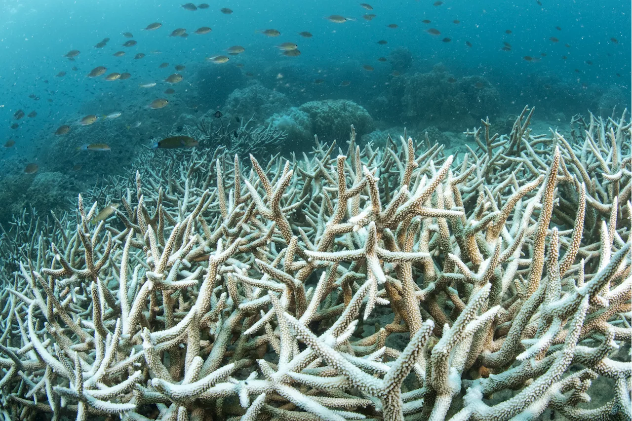 Great Barrier Reef Seas Hottest in 400 Years