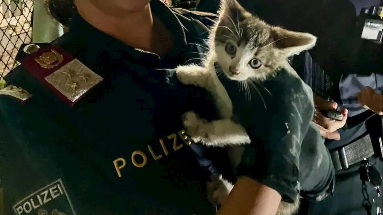 Florianis retteten Baby-Katze aus Motorraum