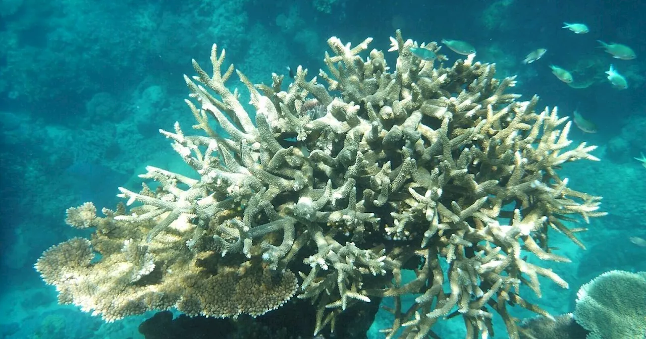 Great Barrier Reef: Höchste Wassertemperatur seit 400 Jahren