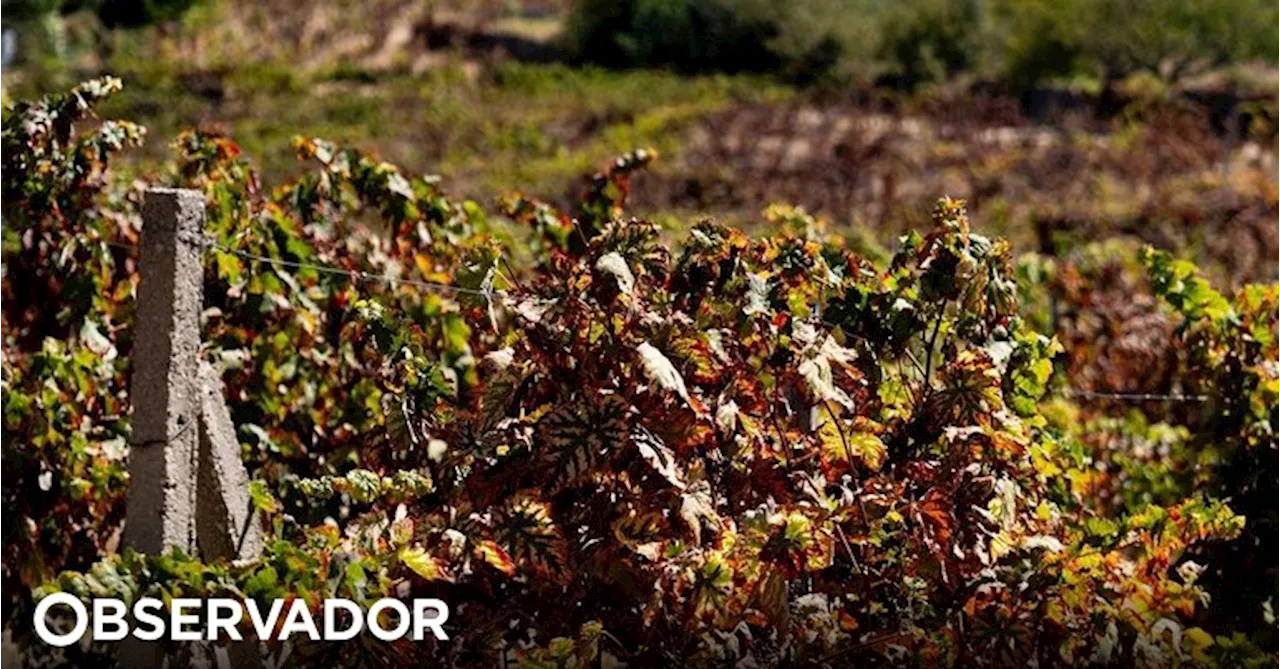 Viticultores do Douro protestam esta quarta-feira contra corte na produção de vinho do Porto