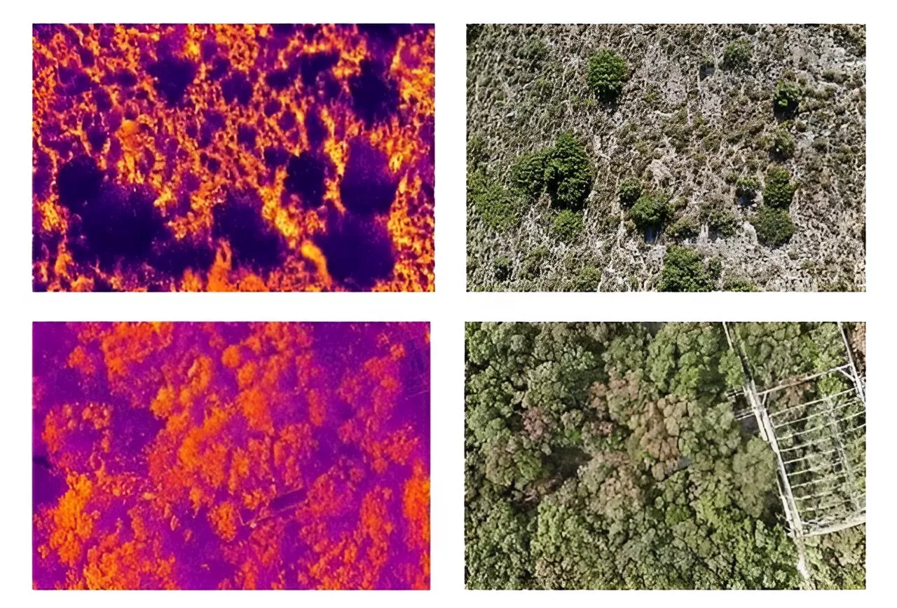 Forests in heat waves: New research shows how trees cope with extreme heat