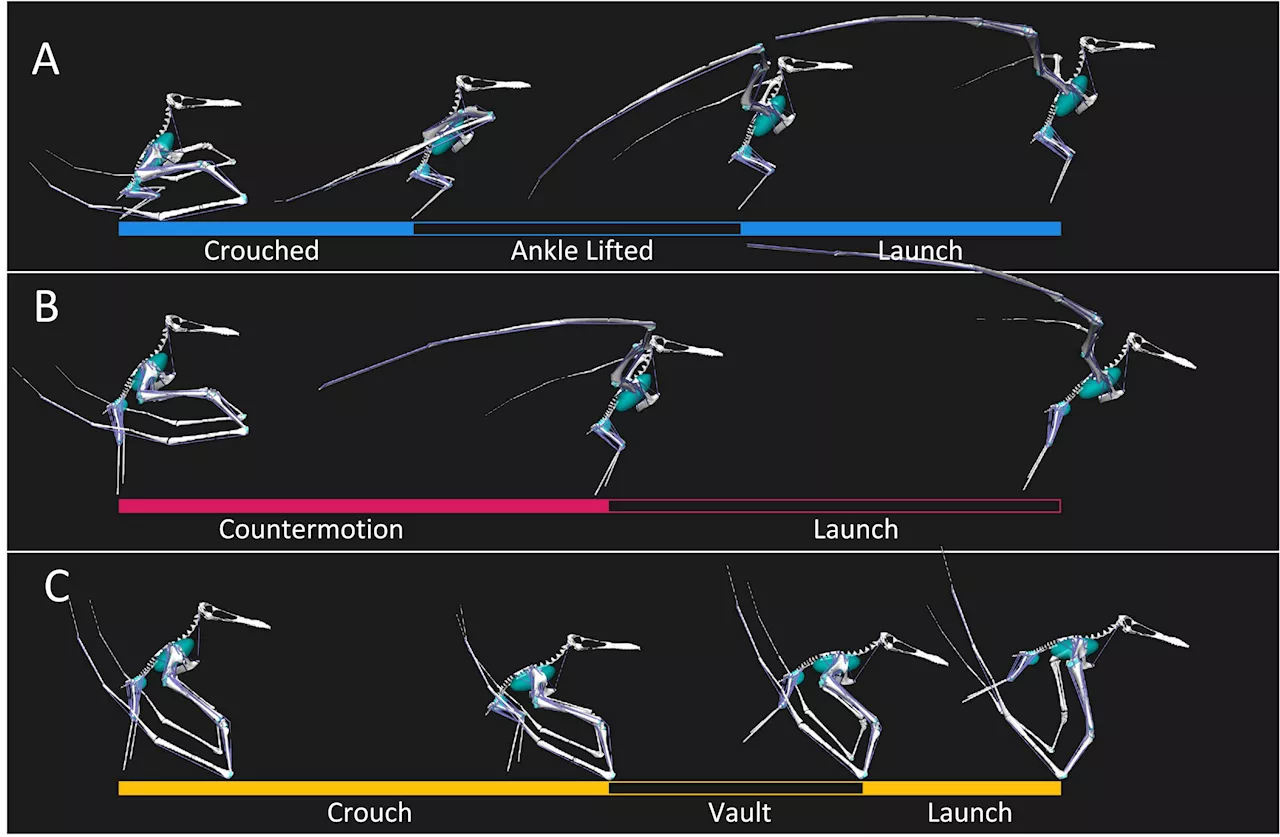 Giant prehistoric flying reptile took off using similar method to bats, study finds