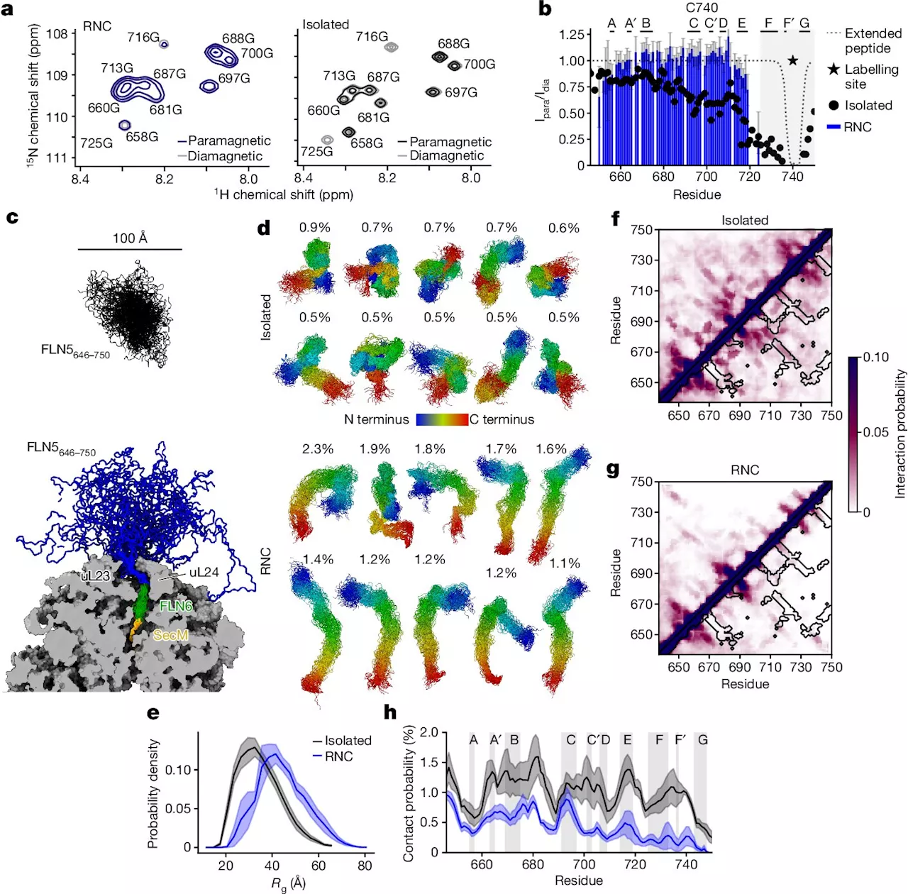 How ribosomes in our cells enable protein folding