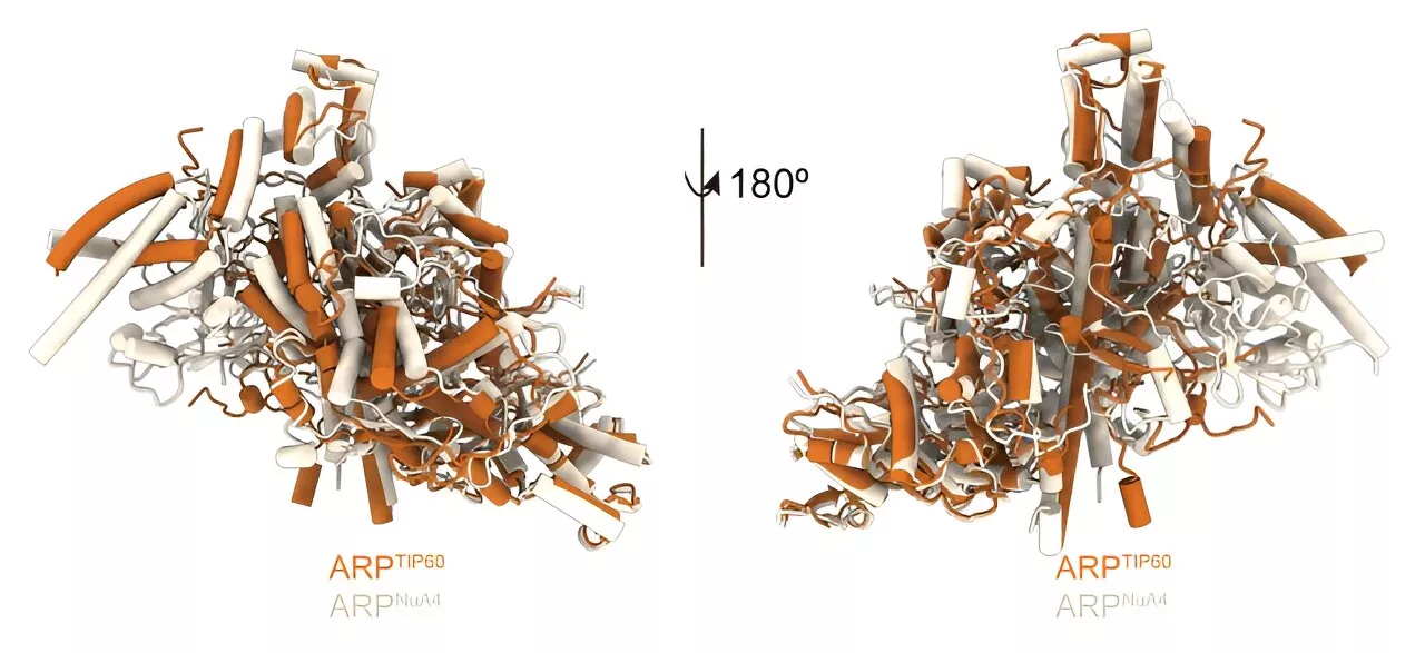 Scientists take atomic look at a protein complex that grants access to our DNA