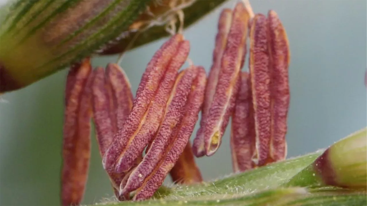 Teosinte Pollen Drive: Scientists may have discovered corn's 'missing link'