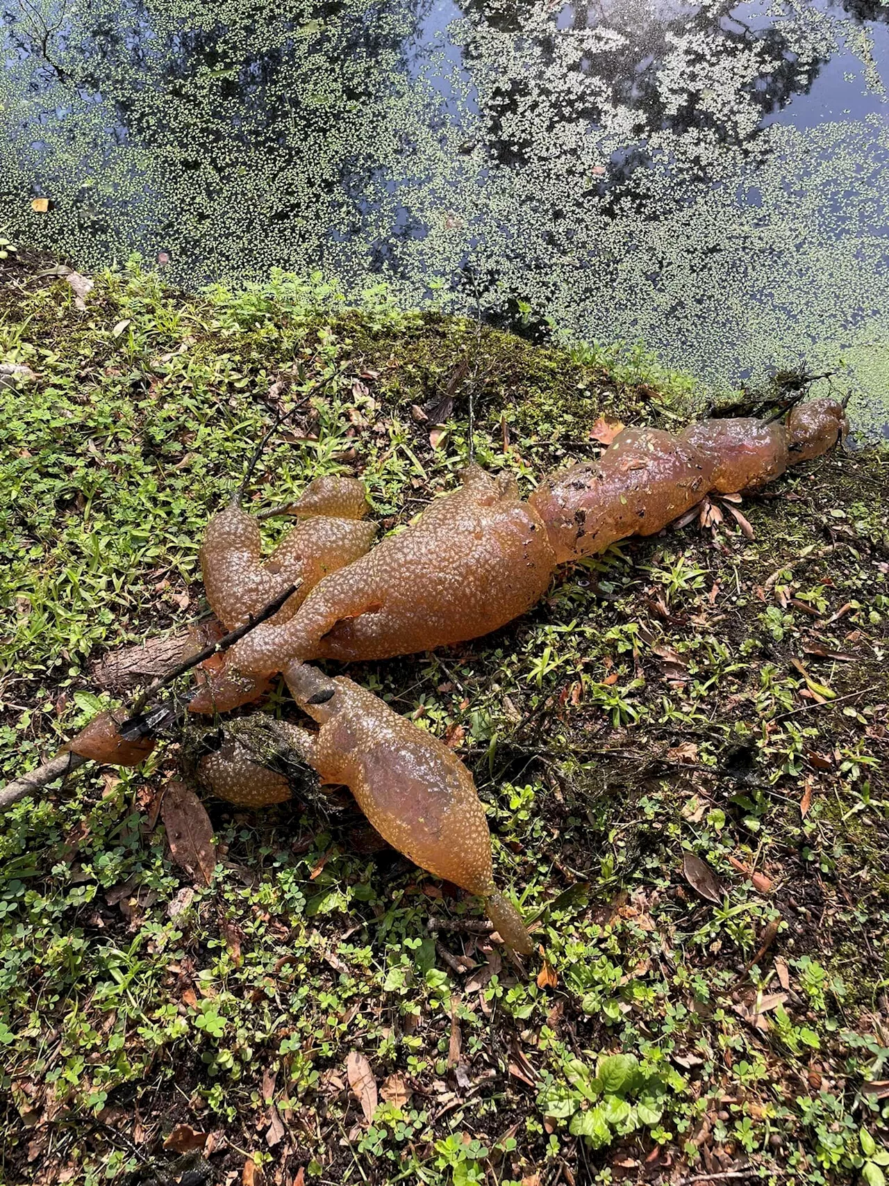 Unraveling the mystery of Texas' cryptic freshwater blobs—expert discusses bryozoans