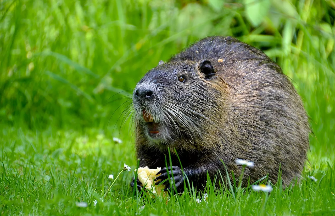 Using dental growth rings scientists reveal differences in growth patterns between ancient and modern mammals