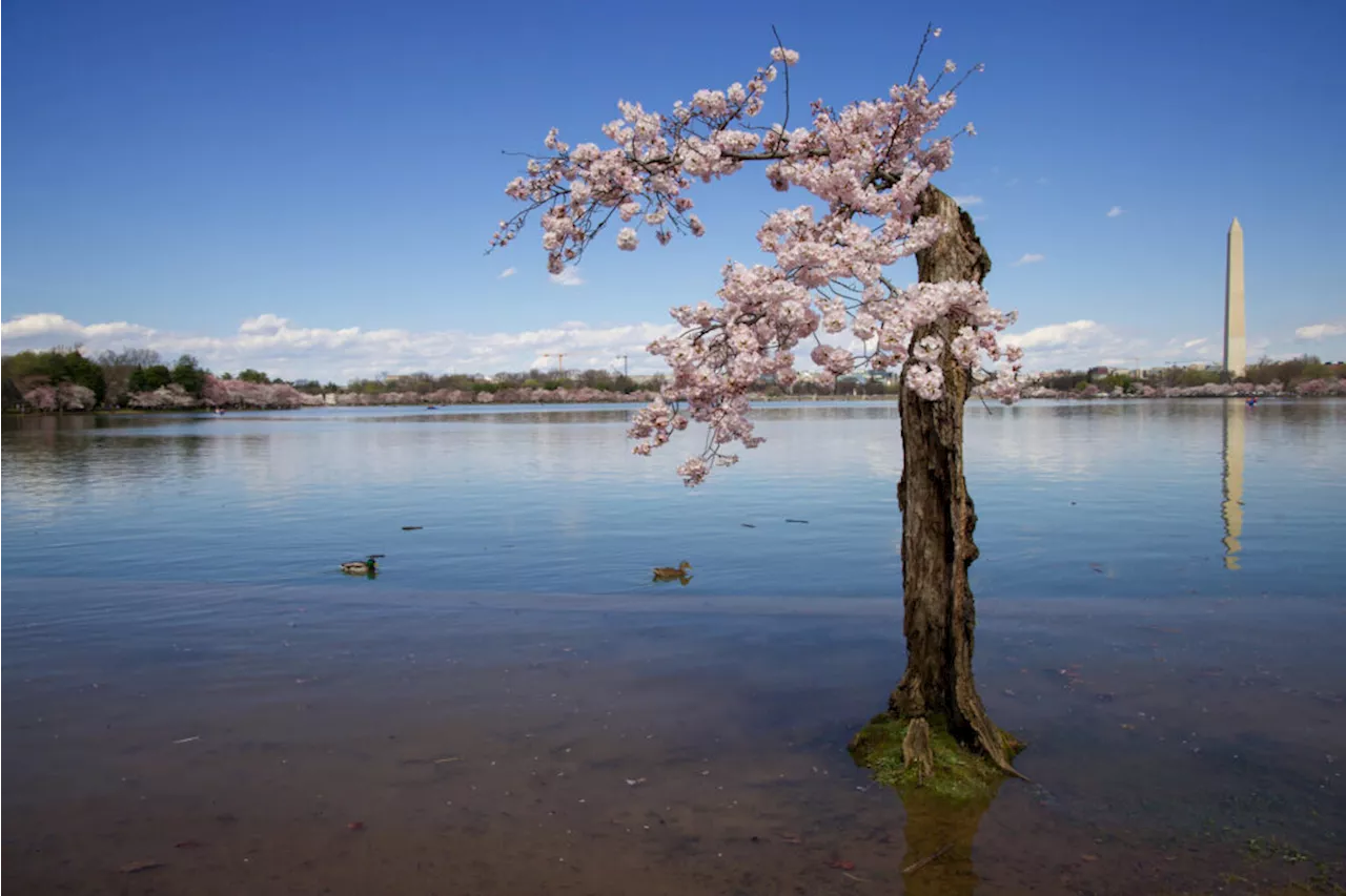 “National Cherry Blossom Festival Announce Estimated 1.6 Million People Attended 2024 Festival, Exceeding 2019 Numbers”