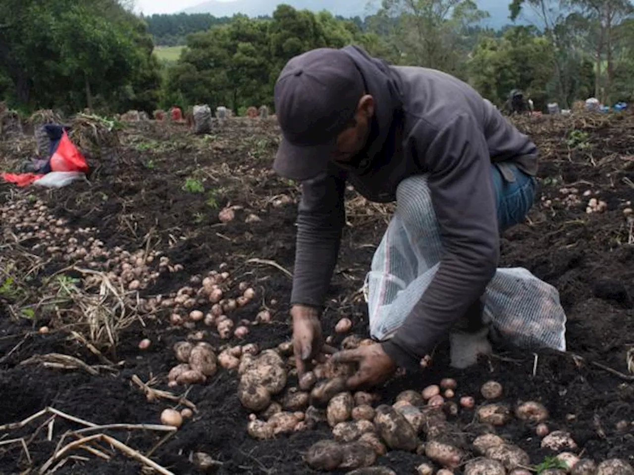 En los últimos dos años, Finagro ha desembolsado créditos por más de $56,6 billones