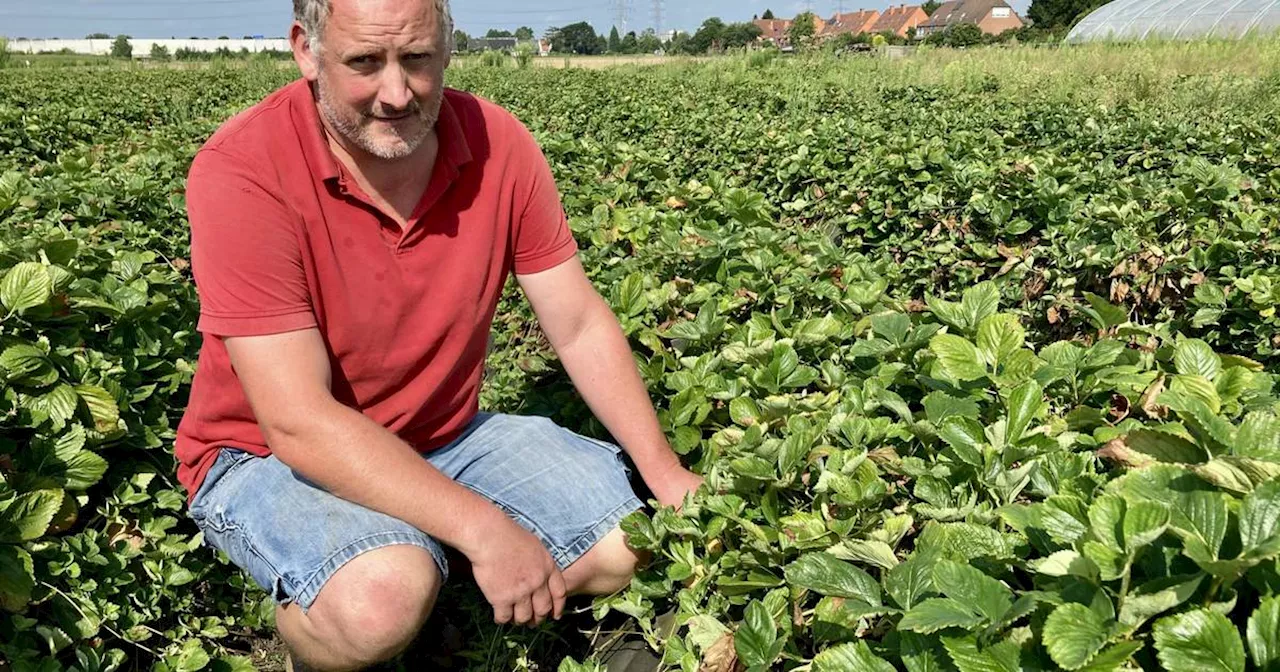 Erdbeeren: Neusser Bauern ziehen drastische Ernte-Bilanz