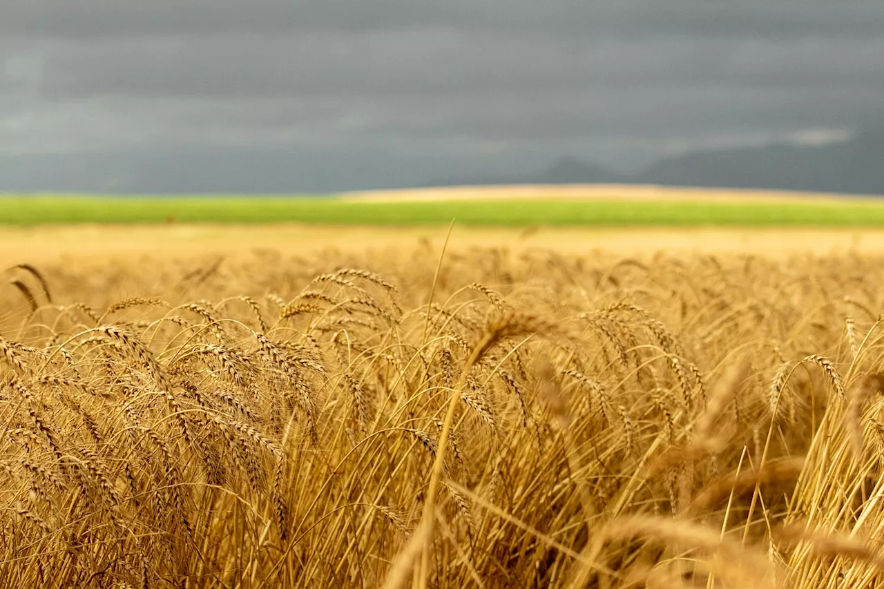 Agriculture : la France s'attend aux pires moissons de blé tendre depuis 40 ans