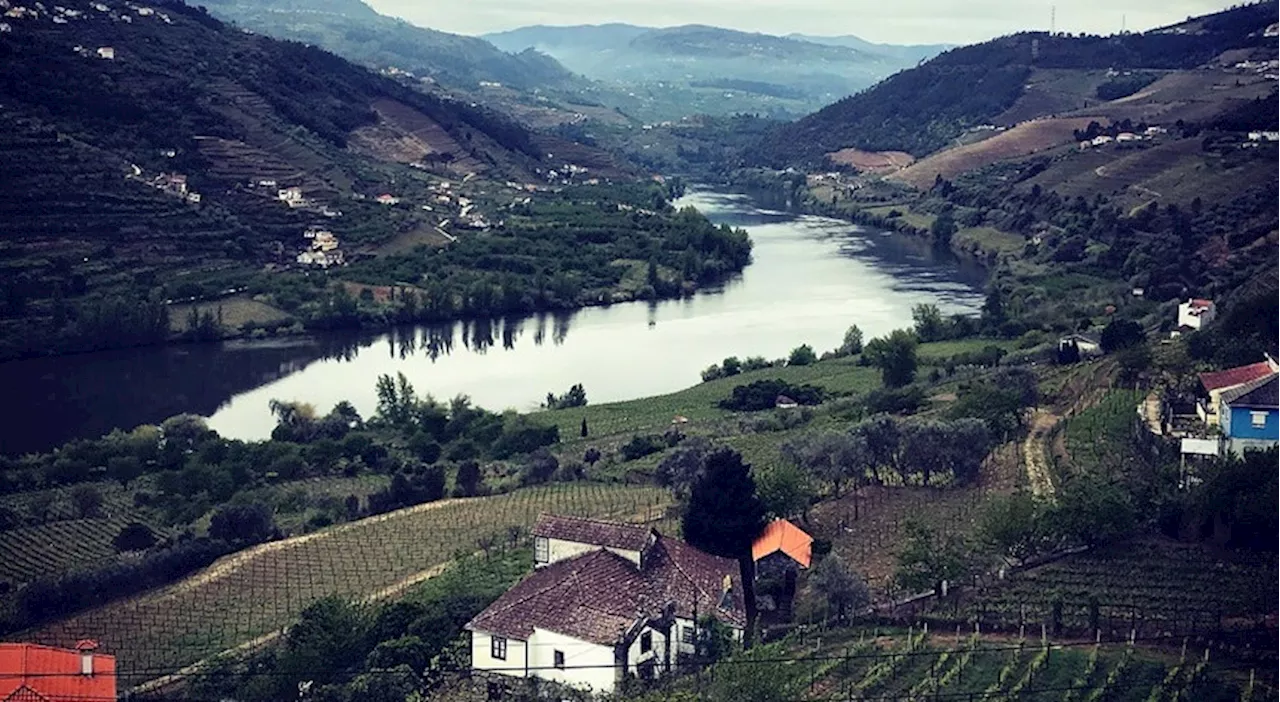 Viticultores do Douro em protesto por aumento de custos e quebra de receitas