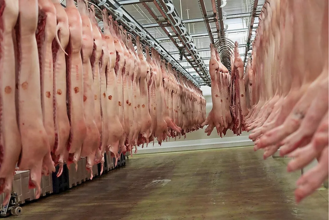 EU-Schweinefleisch: Preisdruck erwartet