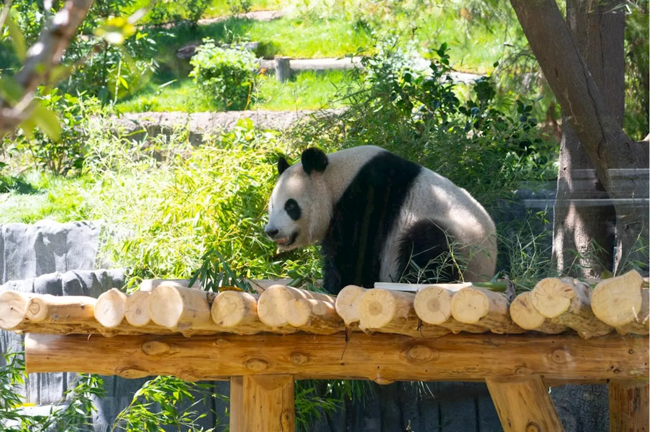 How to see the return of the giant pandas at the San Diego Zoo