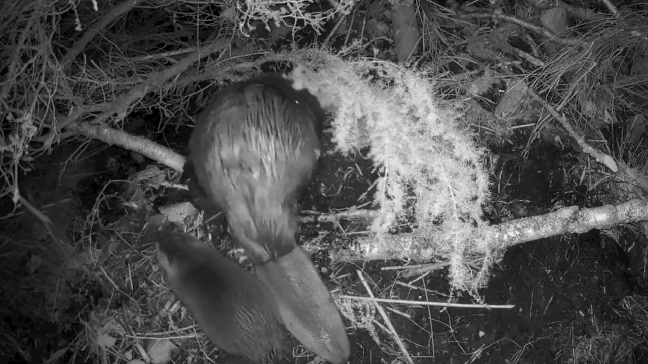 First beaver kits in 400 years born in the wild at Cairngorms National Park