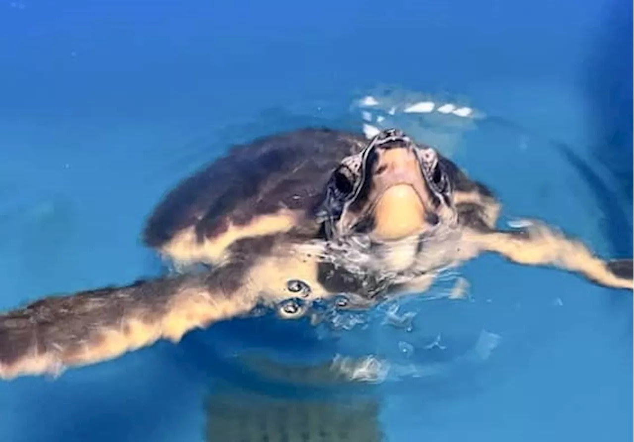 Due Caretta Caretta liberate al largo della costa di Sciacca