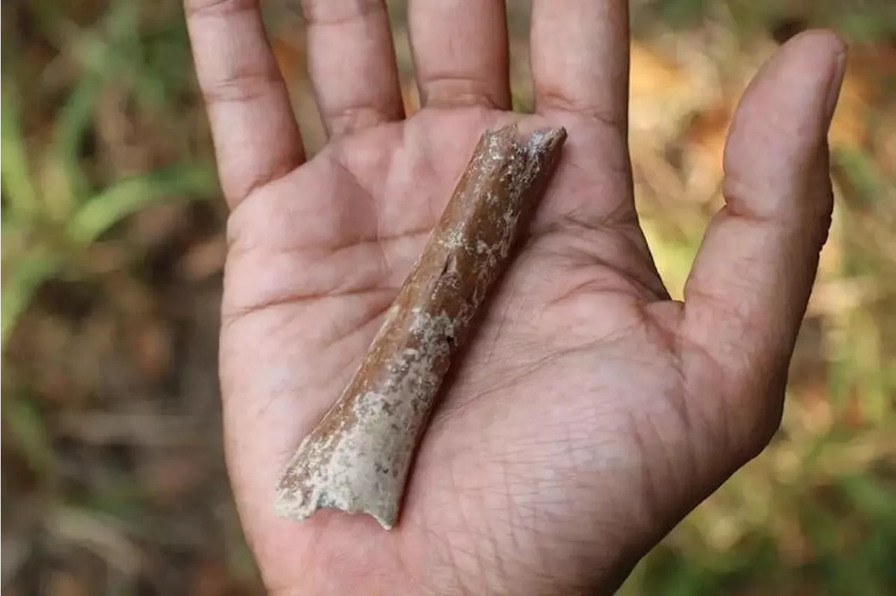 Discovery of tiny bone sheds light on mysterious ‘hobbit’ humans in Indonesia