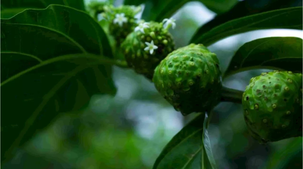 Cek Fakta: Daun Mengkudu Bisa Sembuhkan Darah Tinggi Secara Permanen, Benarkah?