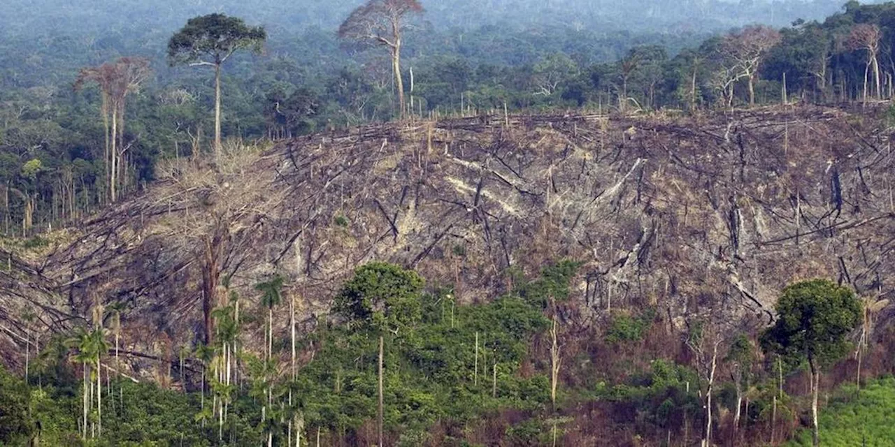 Brésil : la déforestation en Amazonie augmente pour la première fois en quinze ans