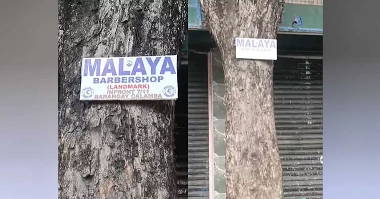 Advertising signs affixed on tree using nails