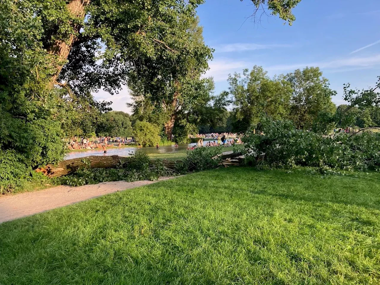 Unglück im Englischen Garten: Schon im Juni brach ein großer Ast vom Baum ab