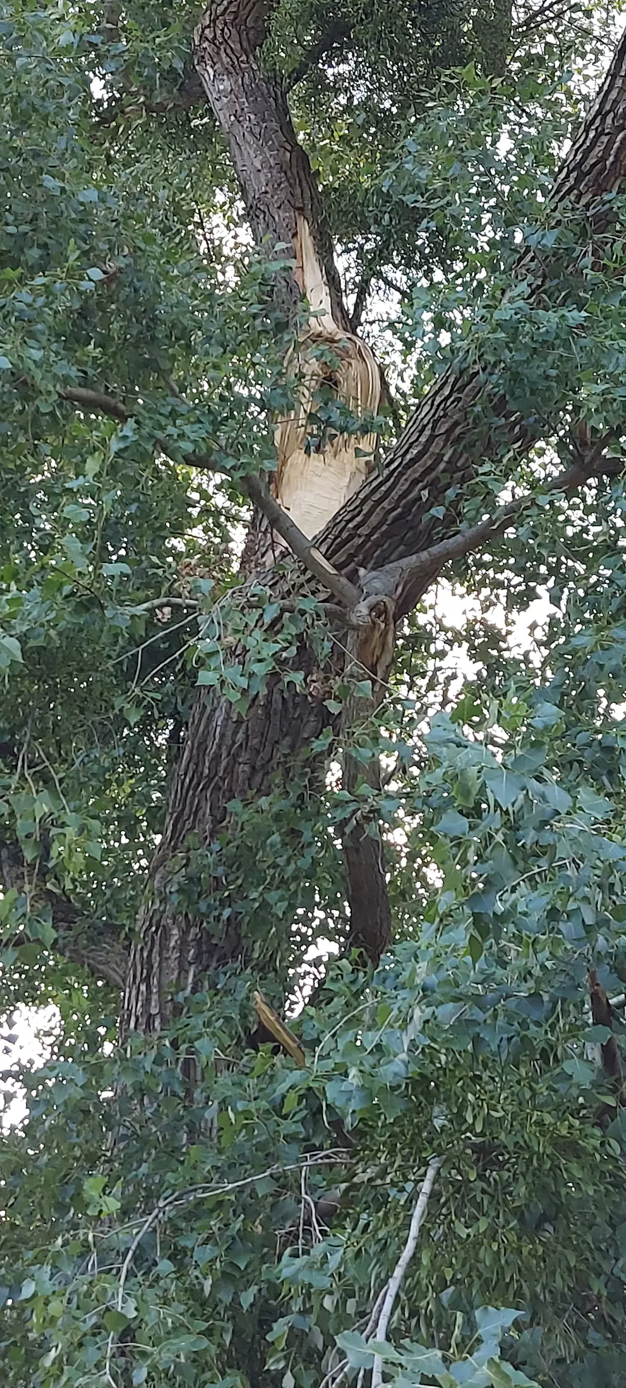 Unglück im Englischen Garten: Schon im Juni brach ein großer Ast vom Baum ab