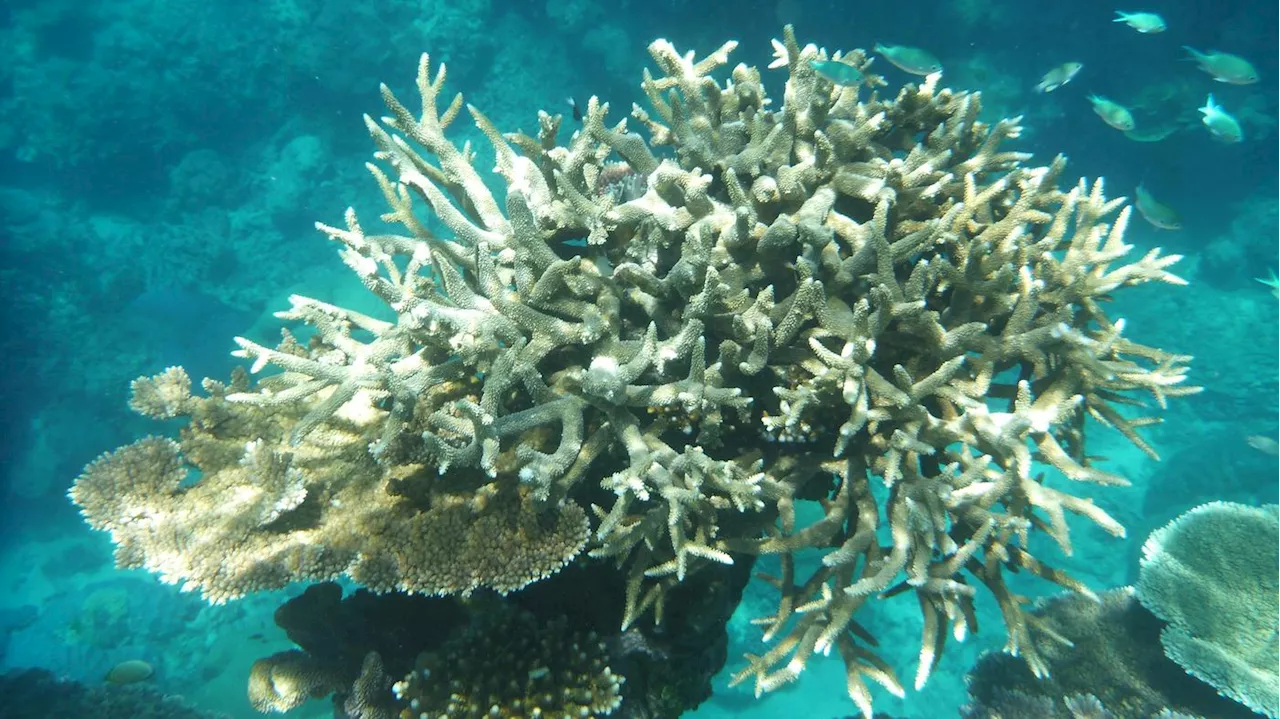 Fünf Massenbleichen in acht Jahren: Höchste Wassertemperatur am Great Barrier Reef seit vier Jahrhunderten