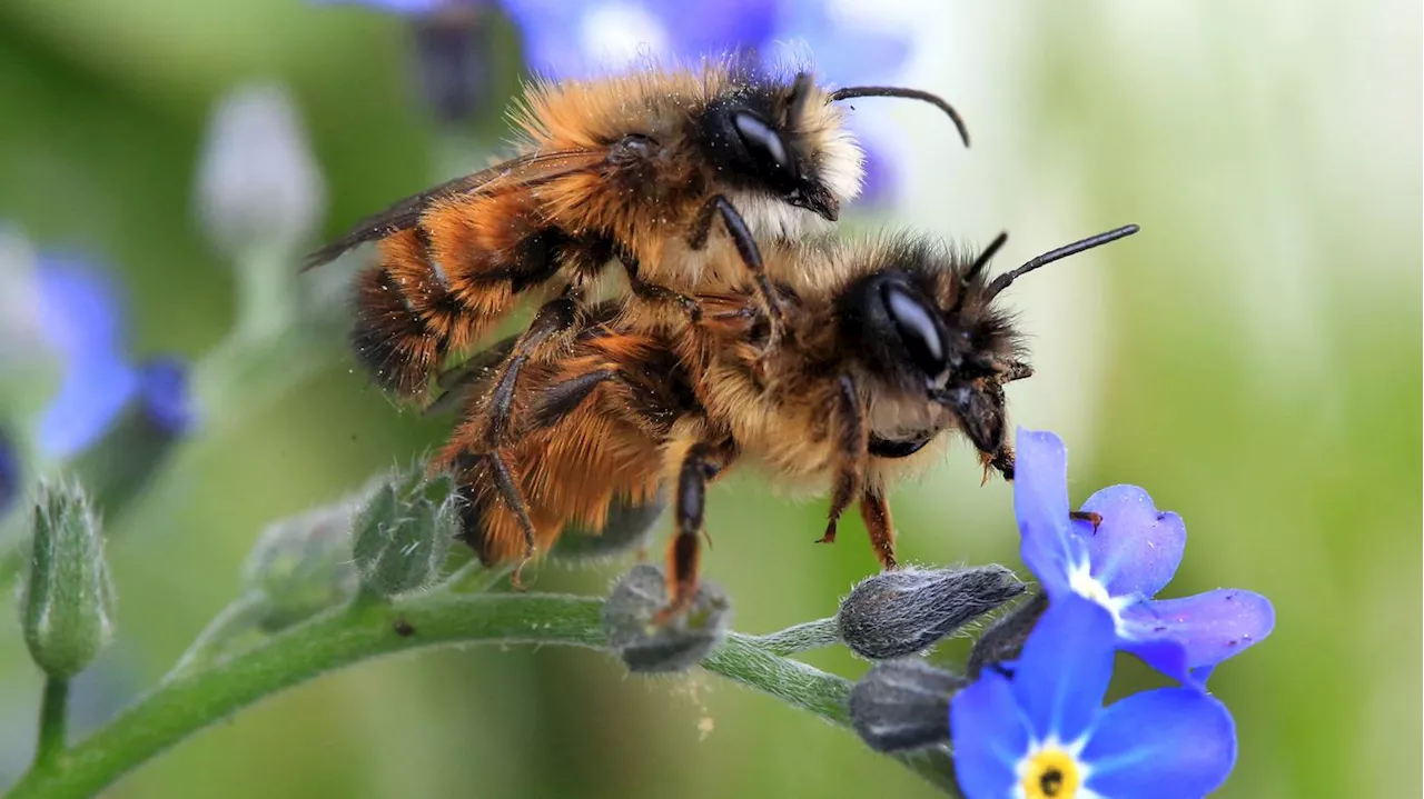 Grüne Großstadtrallye: Berlin schickt die Bürger auf die Spur von Wildbienen