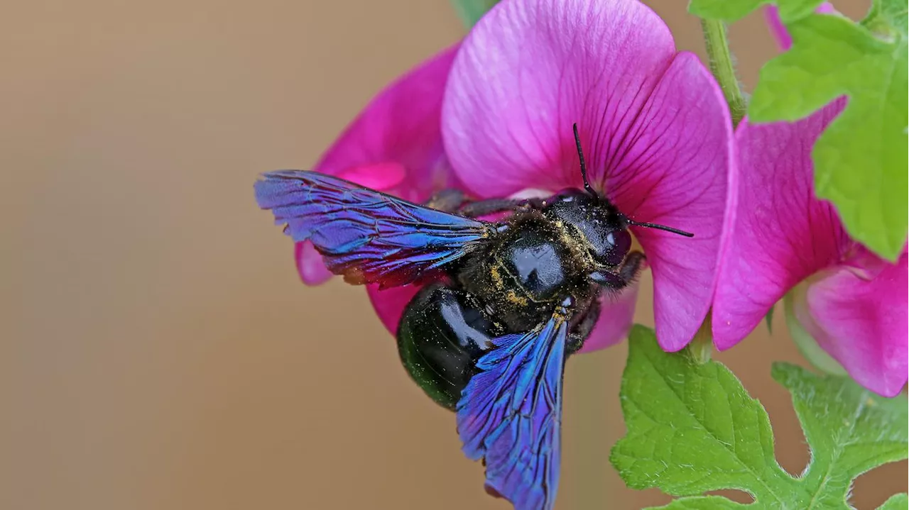 Konkurrenz oder Koexistenz: Schadet das Stadtimkern den wilden Bienen?