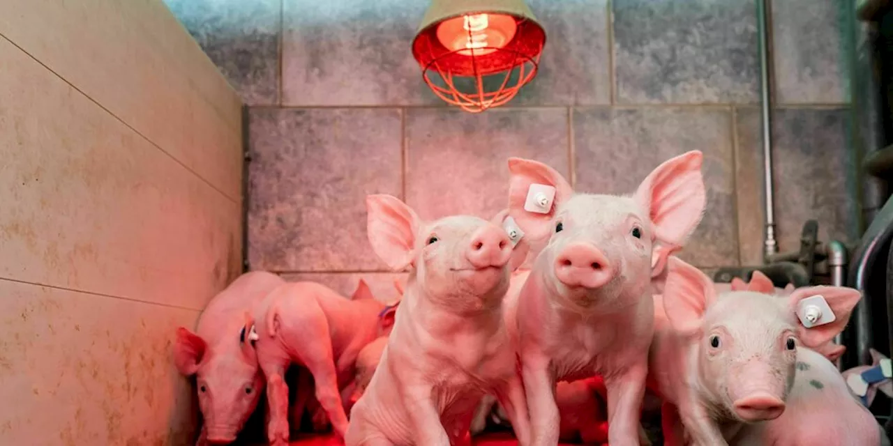 Fleischproduktion in Deutschland: Wieder mehr Schweine geschlachtet