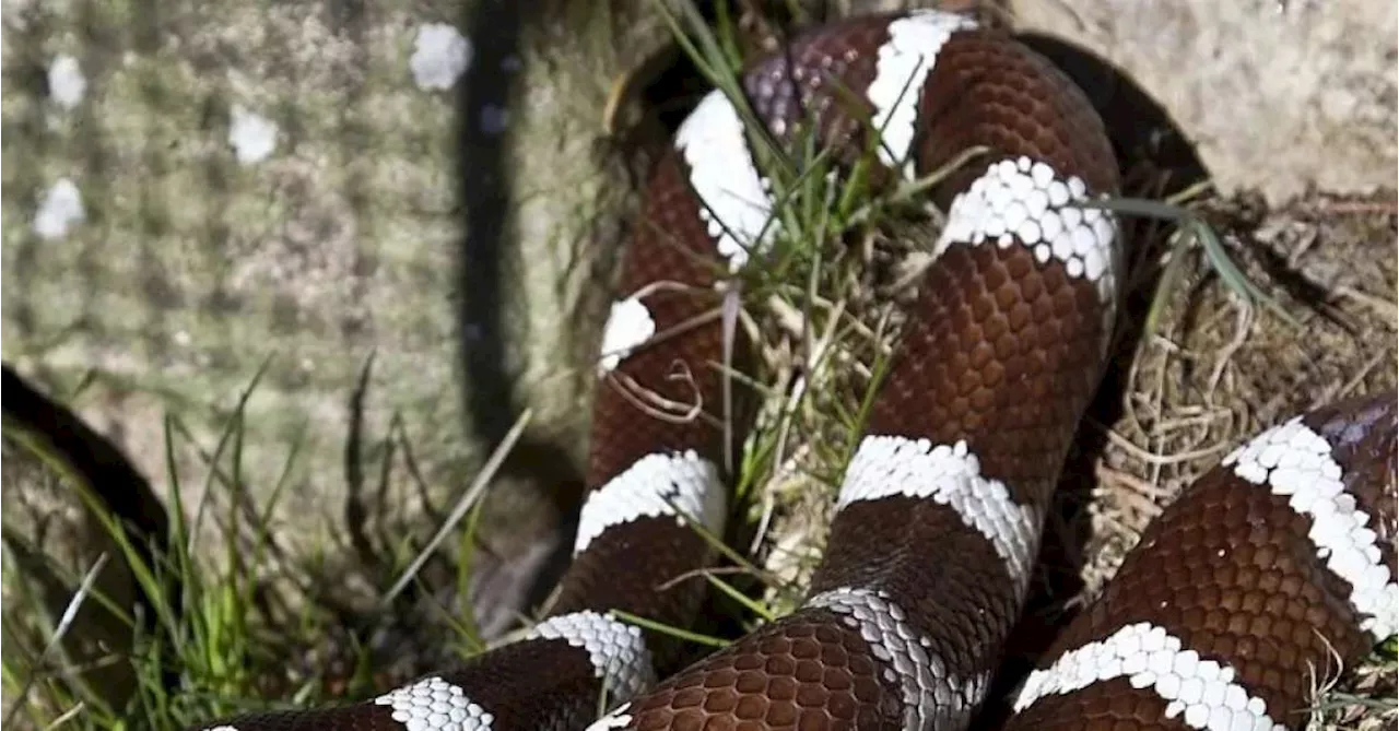 Cobra-Rei da Califórnia: conheça a espécie que coloca lagartos em risco