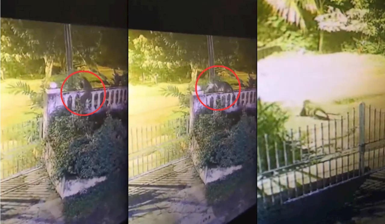 [Video] Kucing Hilang 2 Hari, Rakaman CCTV Tunjuk ‘Diculik’ Harimau Akar