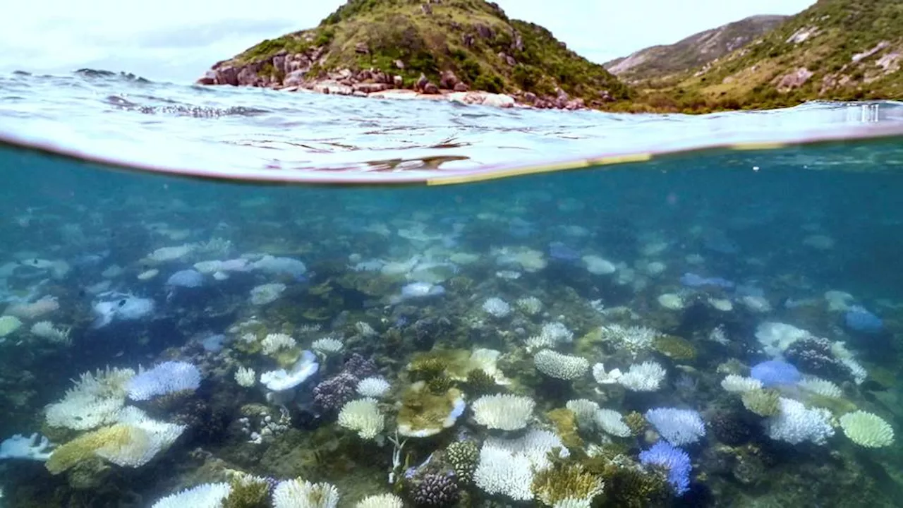 Australia's Great Barrier Reef ocean temperatures hit 400-year record