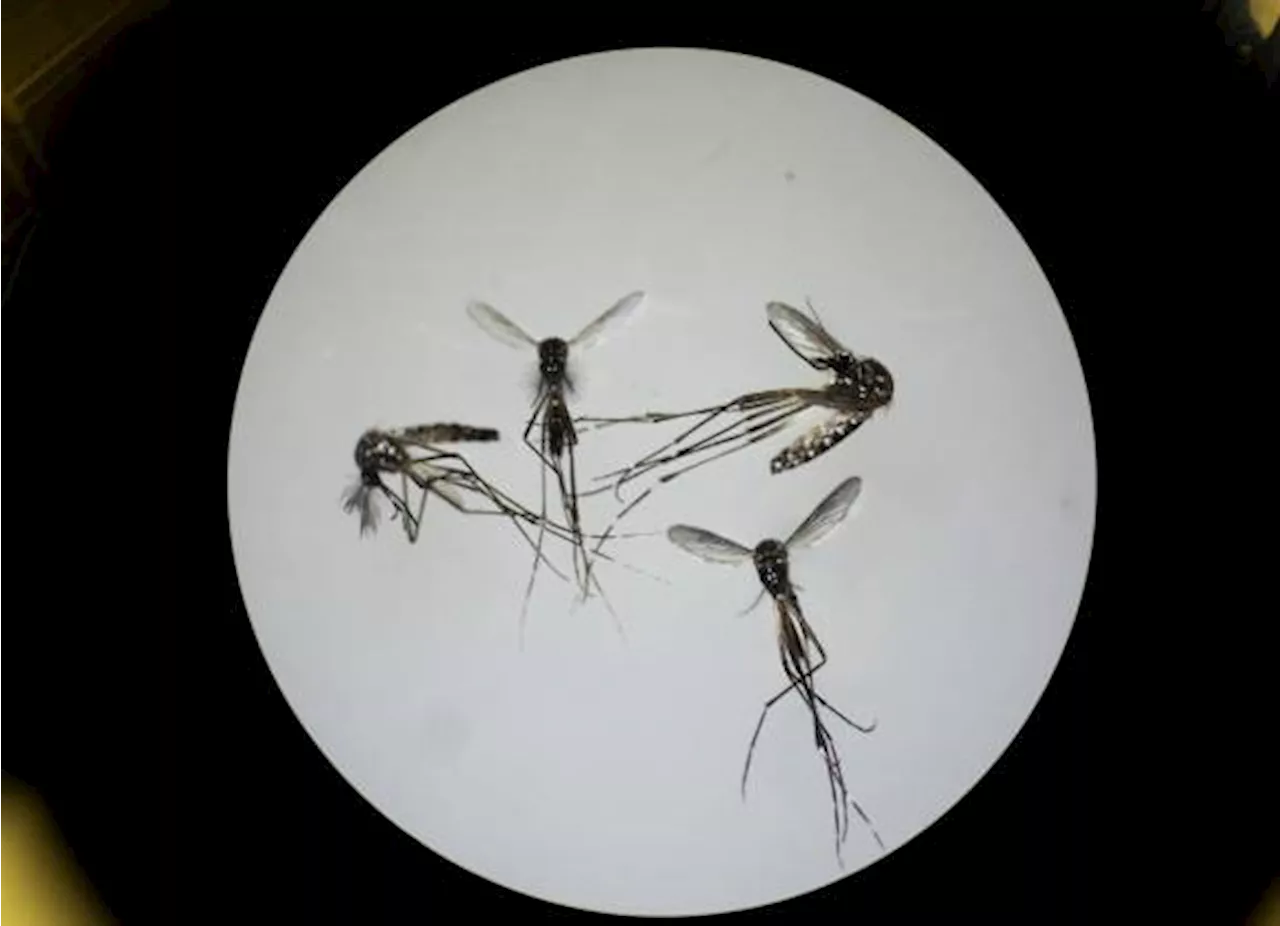 Llegaron los mosquitos. Esto hay que saber sobre el virus del Nilo Occidental