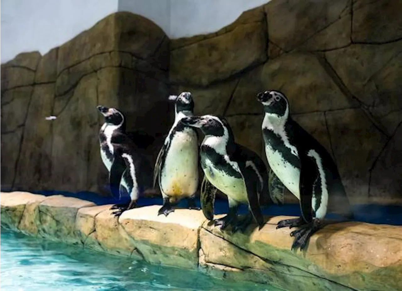 Sealand, el primer acuario interactivo de Monterrey, abre sus puertas este 9 de agosto