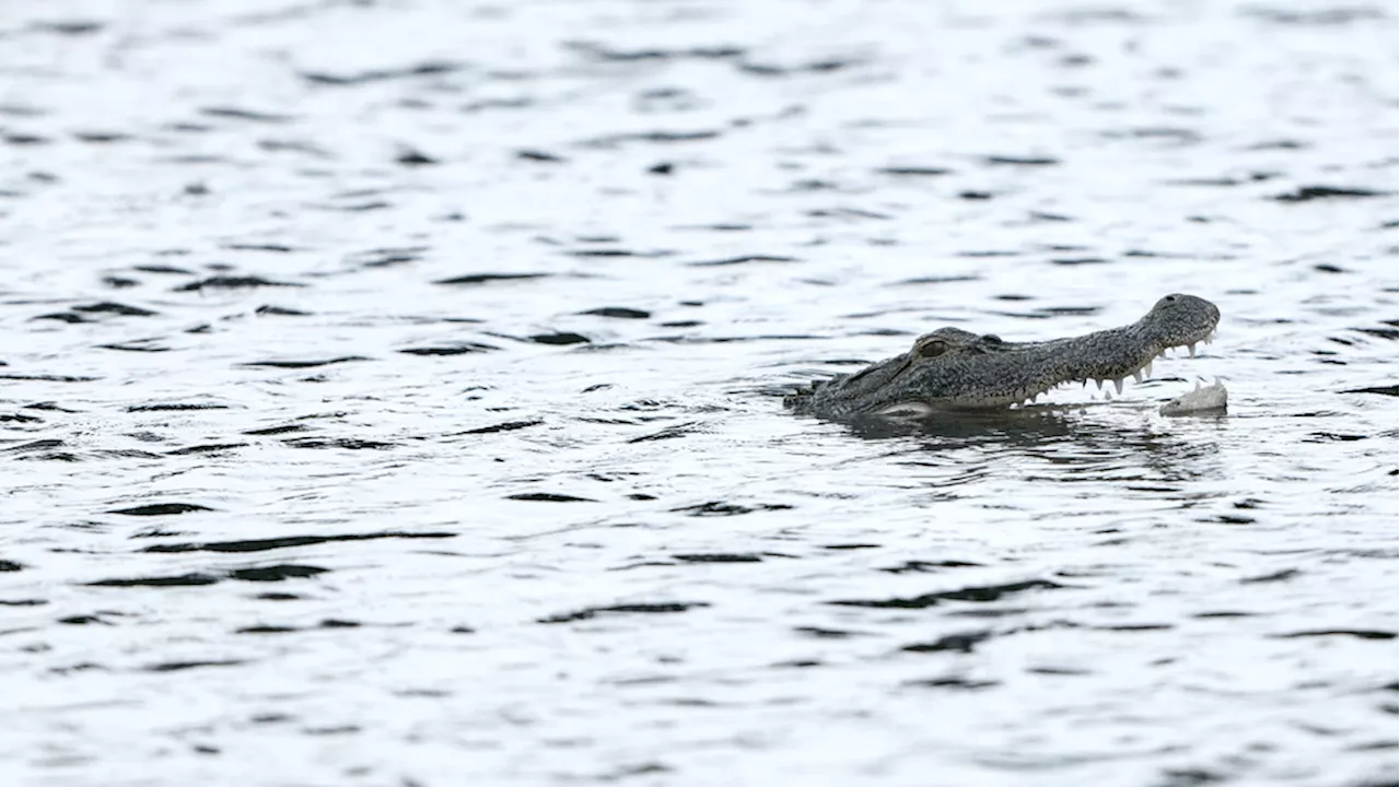 Grinning gator spotted swimming in Lake Erie