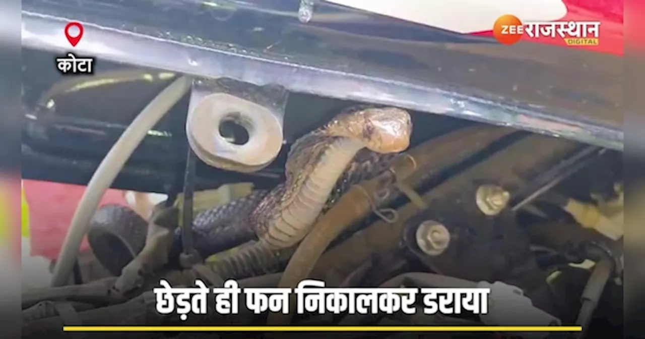 बाइक की सीट के नीचे छिपा था King Cobra, सीट पर बैठते ही फन फैलाकर किया हमला