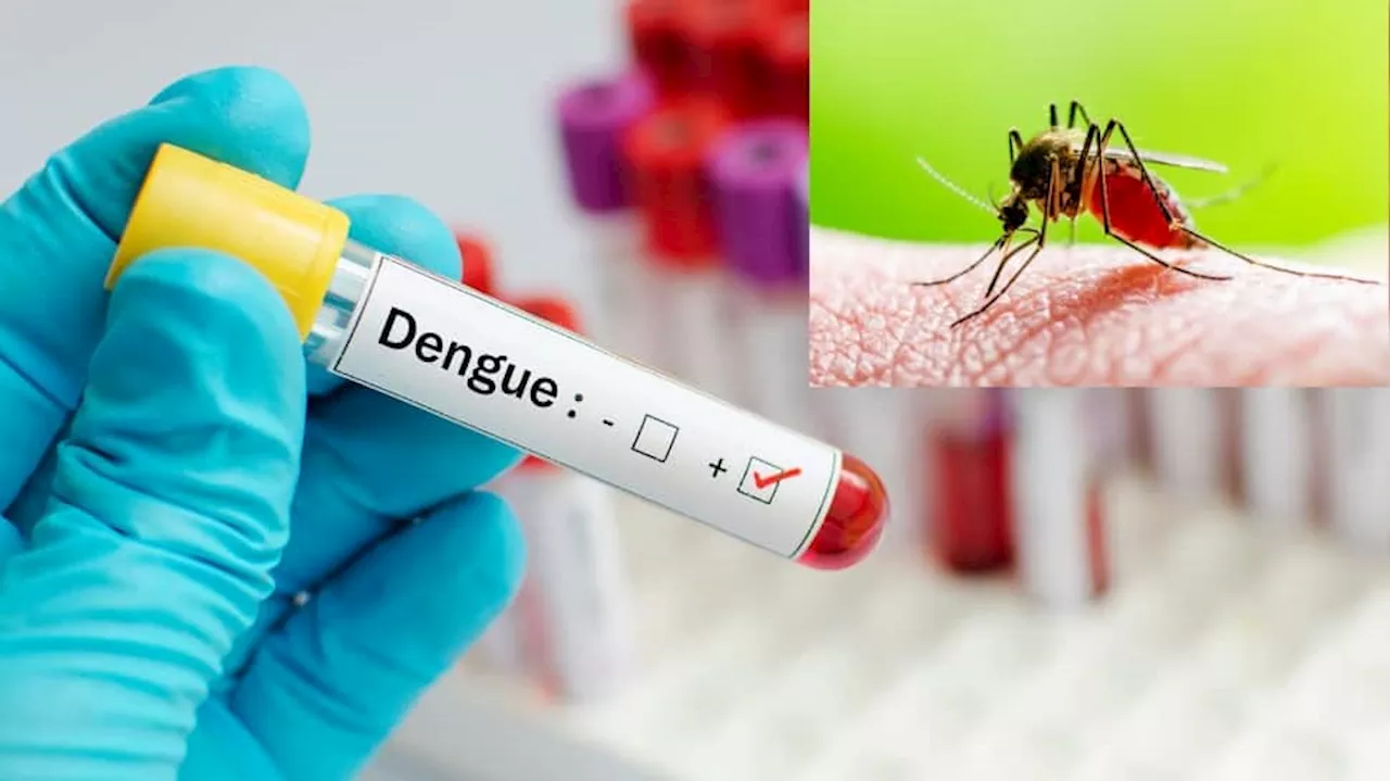 டெங்கு காய்ச்சல்... இரத்தத்தில் பிளேட்லெட்டுகளை அதிகரிக்க உதவும் ‘சில’ பழங்கள்